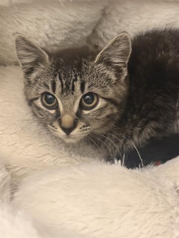 JELLIE, Baby Domestic Short Hair (medium coat), cat for adoption in Santa Clara, California