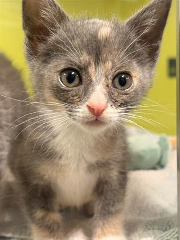 CRYSTAL, Baby Domestic Short Hair (medium coat), cat for adoption in Santa Clara, California