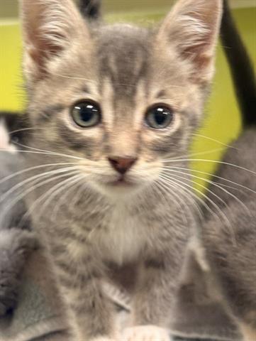 BOOTS, Baby Domestic Short Hair (medium coat), cat for adoption in Santa Clara, California