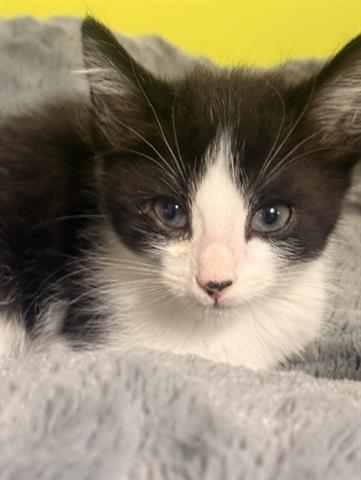 DOUBLE SEVEN, Baby Domestic Short Hair (medium coat), cat for adoption in Gilroy, California