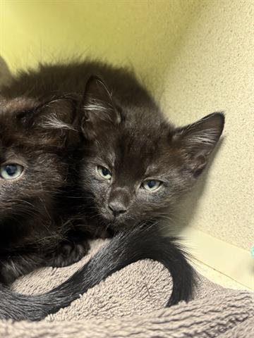 BLUEBERRY, Baby Domestic Medium Hair (medium coat), cat for adoption in Santa Clara, California