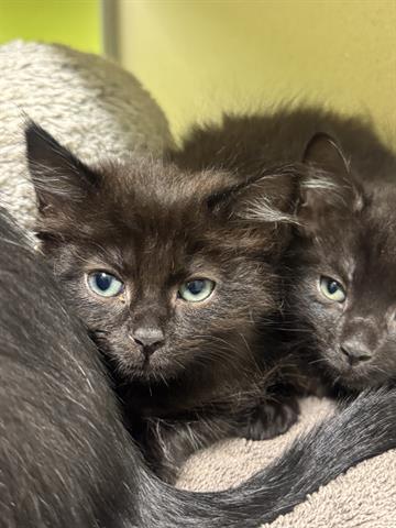 MUFFIN, Baby Domestic Medium Hair (medium coat), cat for adoption in Turlock, California