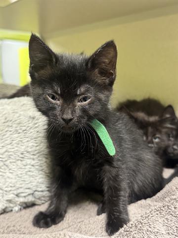 WAFFLES, Baby Domestic Medium Hair (medium coat), cat for adoption in Santa Clara, California