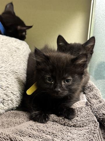 CAPTAIN CRUNCH, Baby Domestic Medium Hair (medium coat), cat for adoption in Turlock, California