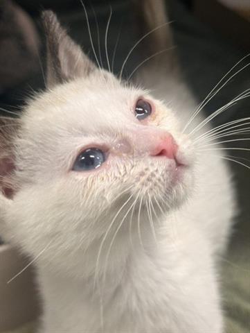 MYSTERY, Baby Domestic Short Hair (medium coat), cat for adoption in Gilroy, California