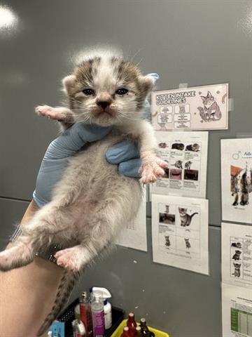 GYPSY, Baby Domestic Short Hair (medium coat), cat for adoption in Santa Clara, California