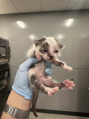 TATER, Baby Domestic Short Hair (medium coat), cat for adoption in Santa Clara, California