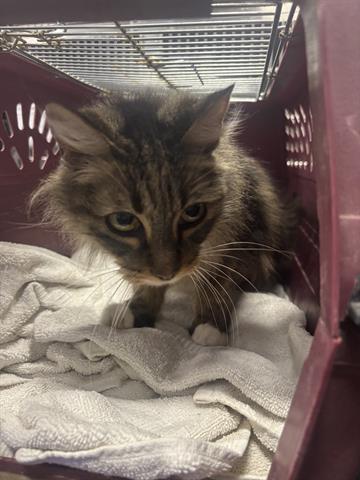 MARINA, Adult Domestic Long Hair (medium coat), cat for adoption in Gilroy, California