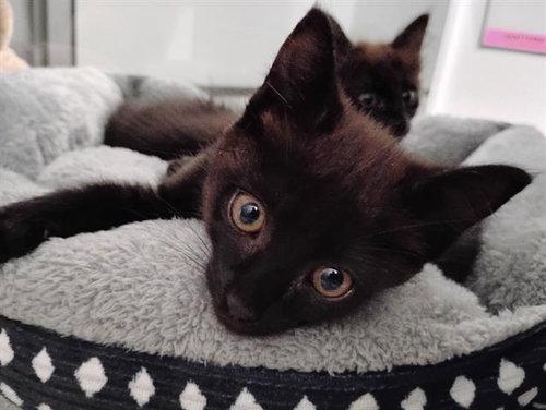SECRET, Baby Domestic Medium Hair (medium coat), cat for adoption in Turlock, California