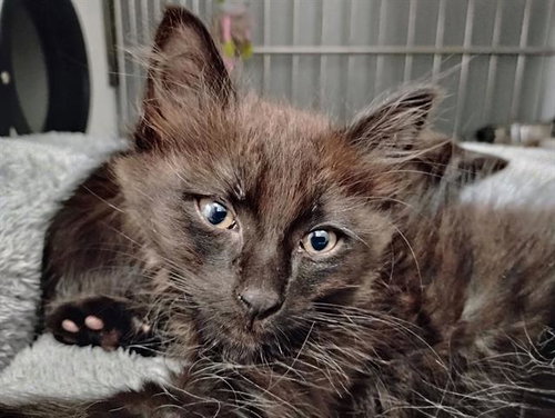 HUSH, Baby Domestic Short Hair (medium coat), cat for adoption in Turlock, California
