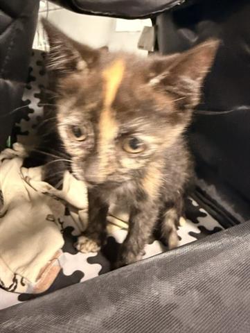 LICORICE, Baby Domestic Short Hair (medium coat), cat for adoption in Santa Clara, California