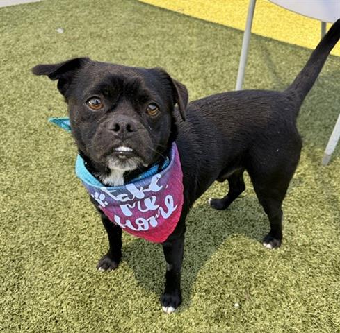 LUCA, an adoptable Pug in San Martin, CA