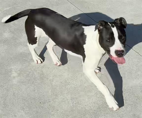 MEGAN