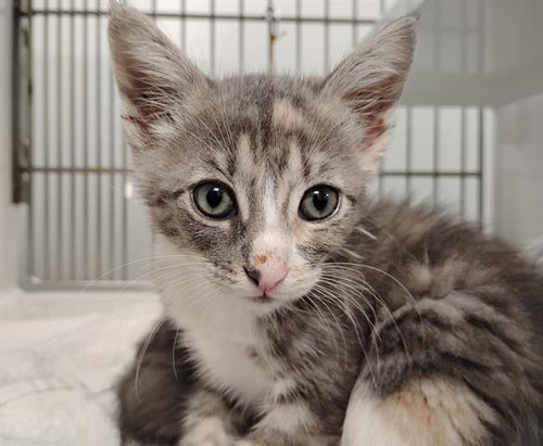 SCREECH, Baby Domestic Short Hair (medium coat), cat for adoption in Turlock, California