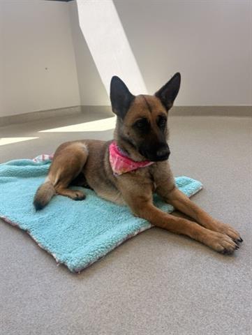 BRENDA, an adoptable Belgian Shepherd Malinois in San Martin, CA