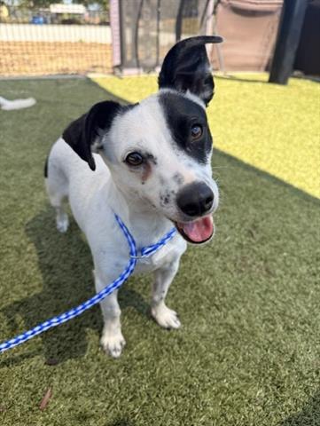 GORDO, an adoptable Terrier in San Martin, CA