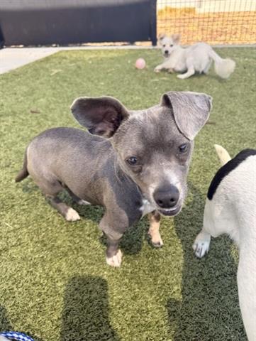 PEBBLE, an adoptable Terrier in San Martin, CA