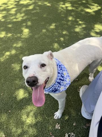 BEST FRIEND, an adoptable Labrador Retriever in San Martin, CA