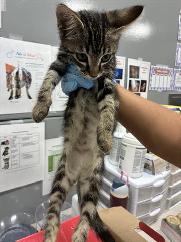 BELLA, Baby Domestic Short Hair (medium coat), cat for adoption in Turlock, California