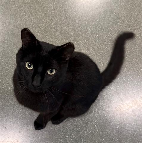 TICO, Young Bombay (medium coat), cat for adoption in Watsonville, California