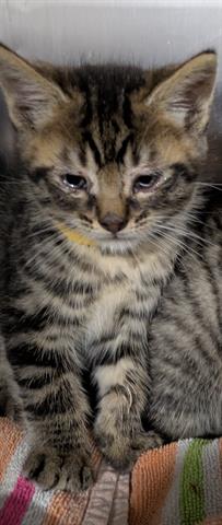 TIGGER