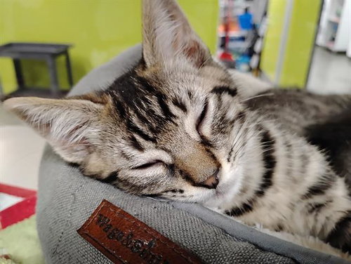 TIGGER, Baby Domestic Medium Hair (medium coat), cat for adoption in Campbell, California