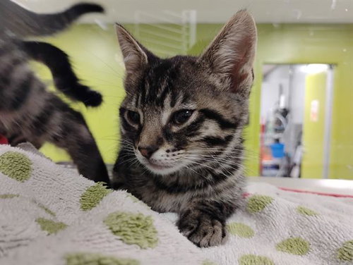 EEYORE, Baby Domestic Medium Hair (medium coat), cat for adoption in Campbell, California