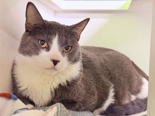 JR, Young Domestic Short Hair (medium coat), cat for adoption in Cupertino, California