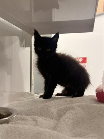 PANTHER, Baby Domestic Short Hair (medium coat), cat for adoption in Watsonville, California