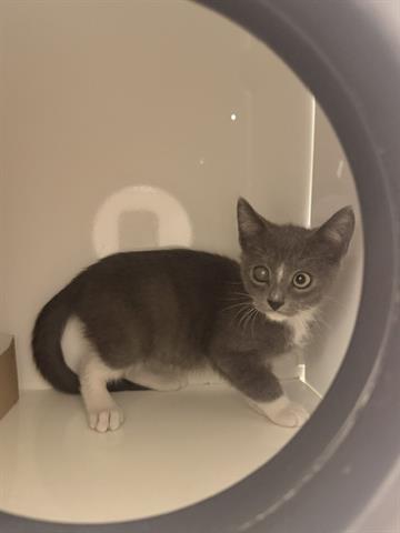 STORMY, Baby Domestic Short Hair (medium coat), cat for adoption in Watsonville, California