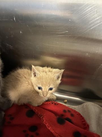 CINNAMON THE SECOND