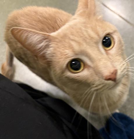 SUNSHINE, Adult Domestic Short Hair (medium coat), cat for adoption in Cupertino, California
