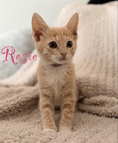 ROSIE