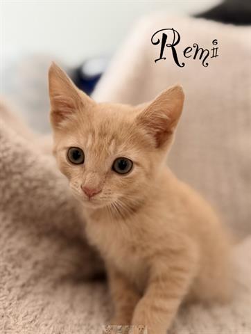 REMI