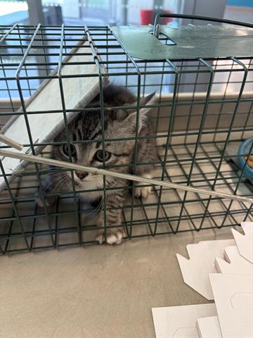 STELLA, Baby Domestic Short Hair (medium coat), cat for adoption in Cupertino, California