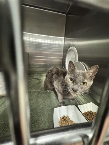 DEW DROP, Adult Domestic Short Hair (medium coat), cat for adoption in Cupertino, California