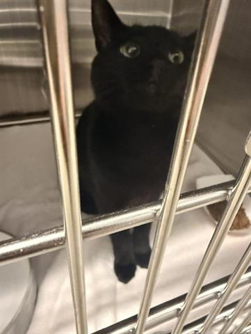 WOLFIE, Young Domestic Short Hair (medium coat), cat for adoption in Cupertino, California