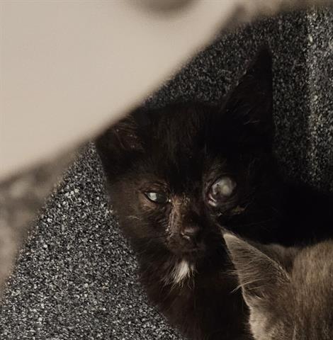 JACK, Baby Domestic Short Hair (medium coat), cat for adoption in Campbell, California