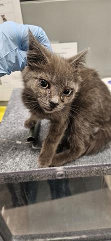 MACK, Baby Domestic Short Hair (medium coat), cat for adoption in Campbell, California