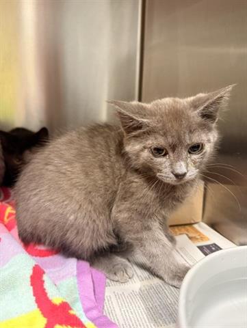 MACK, an adoptable Domestic Short Hair in San Martin, CA
