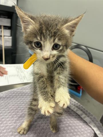 HOLIDAY, Baby Domestic Medium Hair (medium coat), cat for adoption in Campbell, California