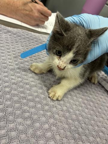 FIJI, Baby Domestic Medium Hair (medium coat), cat for adoption in Campbell, California