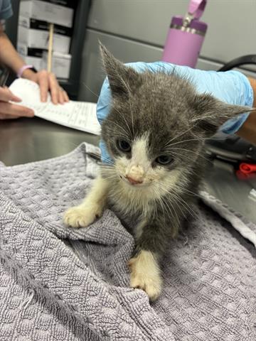 BEACHY, Baby Domestic Medium Hair (medium coat), cat for adoption in Campbell, California