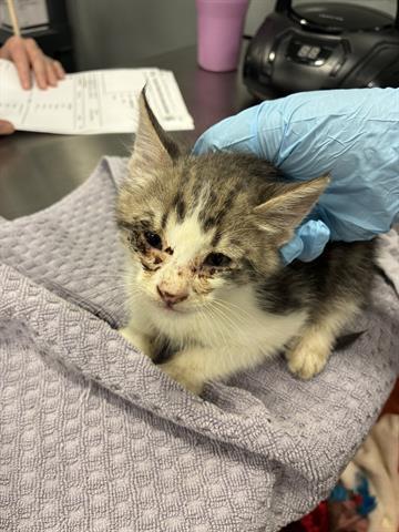 OCEAN, Baby Domestic Medium Hair (medium coat), cat for adoption in Campbell, California