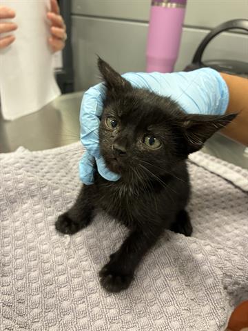 CUCAMONGA, Baby Domestic Medium Hair (medium coat), cat for adoption in Campbell, California