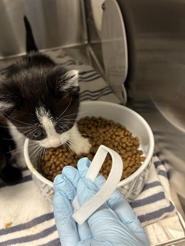 OCEANA, Baby Domestic Medium Hair (medium coat), cat for adoption in Campbell, California