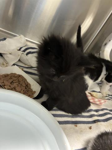 SUNKIST, Baby Domestic Medium Hair (medium coat), cat for adoption in Campbell, California