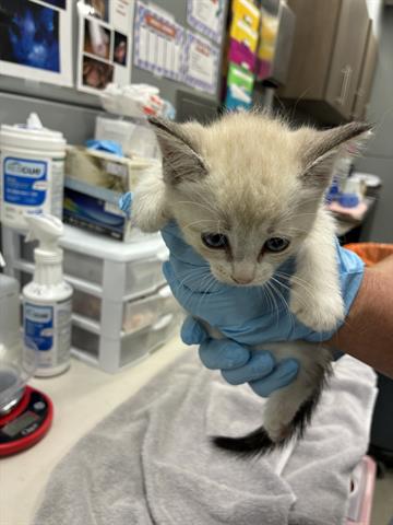 LUCY, Baby Domestic Short Hair (medium coat), cat for adoption in Campbell, California
