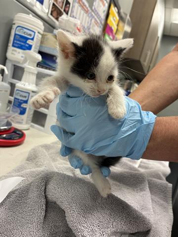 BROTHER, Baby Domestic Short Hair (medium coat), cat for adoption in Campbell, California