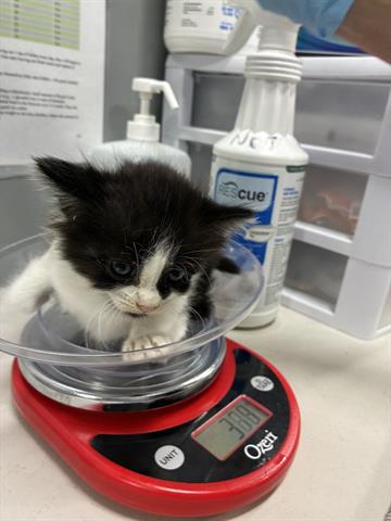 SEAFOAM, Baby Domestic Short Hair (medium coat), cat for adoption in Campbell, California